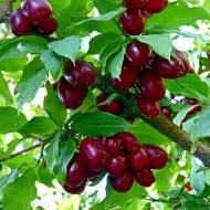 Саджанець Кизил Семен